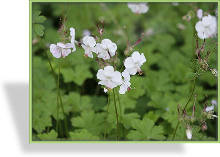 Storchschnabel, Cambridge-Storchschnabel, Geranium x cantabrigiense 'Biokovo'