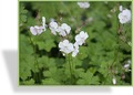 Storchschnabel, Cambridge-Storchschnabel, Geranium x cantabrigiense 'Biokovo'