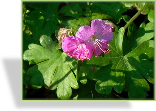 Storchschnabel, Cambridge-Storchschnabel, Geranium x cantabrigiense 'Cambridge'