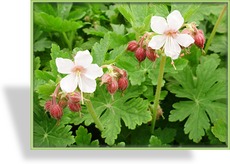 Storchschnabel, Cambridge-Storchschnabel, Geranium x cantabrigiense 'Harz'