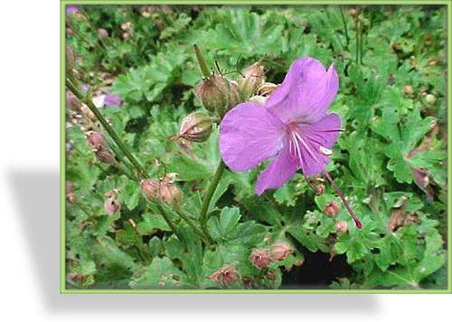 Storchschnabel, Cambridge-Storchschnabel, Geranium x cantabrigiense 'Karmina'