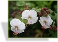 Storchschnabel, Cambridge-Storchschnabel, Geranium x cantabrigiense 'St. Ola'