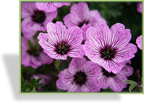 Storchschnabel, Zwergstorchschnabel, Geranium cinereum 'Ballerina'