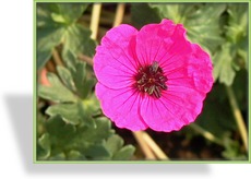 Storchschnabel, Zwergstorchschnabel, Geranium cinereum 'Giuseppii'