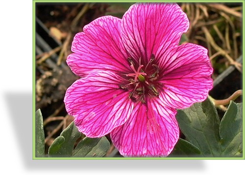 Storchschnabel, Zwergstorchschnabel, Geranium cinereum 'Laurence Flatman'