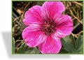 Storchschnabel, Zwergstorchschnabel, Geranium cinereum 'Laurence Flatman'