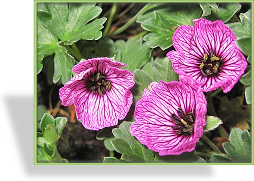 Storchschnabel, Zwergstorchschnabel, Geranium cinereum 'Splendens'