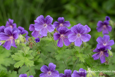 Storchschnabel, Iberischer Storchschnabel, Geranium ibericum 'Vital'