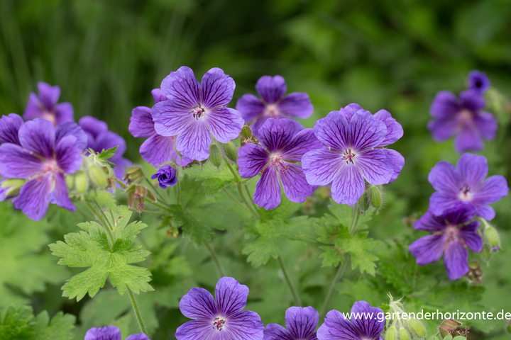 Storchschnabel, Iberischer Storchschnabel, Geranium ibericum 'Vital'