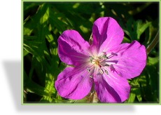 Storchschnabel, Clarks Stochschnabel, Geranium clarkei 'Kashmir Purple'