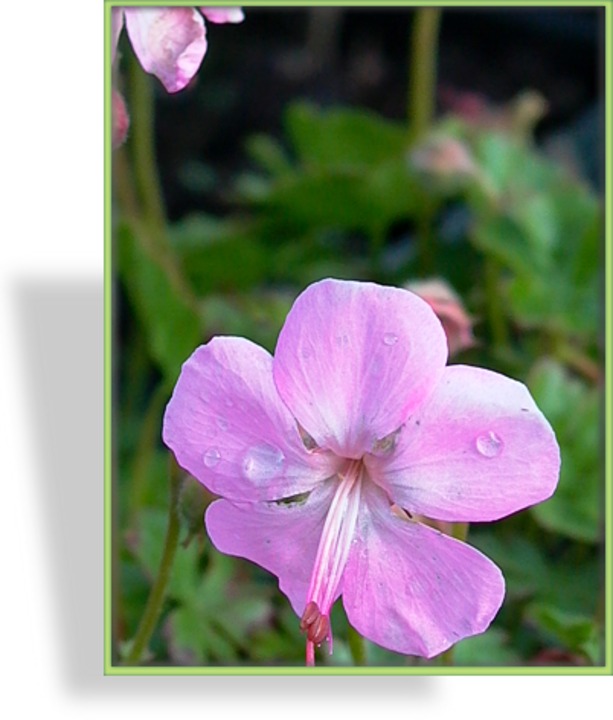 Storchschnabel, Dalmatinischer Storchschnabel, Geranium dalmaticum