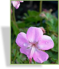 Storchschnabel, Dalmatinischer Storchschnabel, Geranium dalmaticum