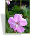 Storchschnabel, Dalmatinischer Storchschnabel, Geranium dalmaticum