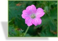 Storchschnabel, Pyrenäen-Storchschnabel, Geranium endressii