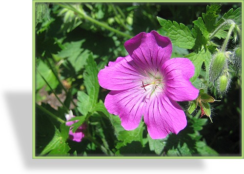 Storchschnabel, Geranium gracile 'Sirak'