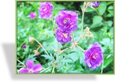 Storchschnabel, Himalaya-Storchschnabel, Geranium himalayense 'Plenum Violaceum'