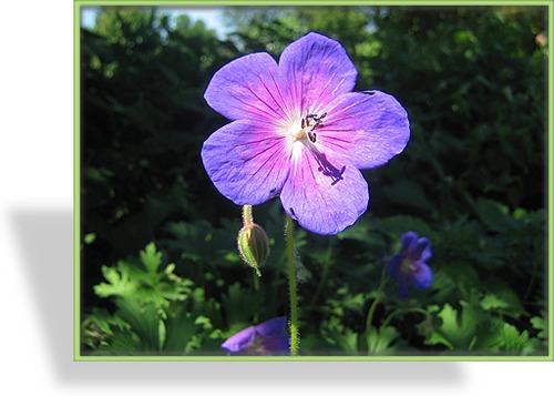 Storchschnabel, Himalaya-Storchschnabel, Geranium himalayense 'Gravetye'