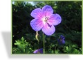 Storchschnabel, Himalaya-Storchschnabel, Geranium himalayense 'Gravetye'