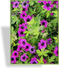 Storchschnabel, Geranium hybride 'Ann Folkard'