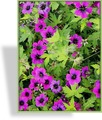 Storchschnabel, Geranium hybride 'Ann Folkard'