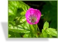 Storchschnabel, Knotiger Storchschnabel, Geranium nodosum