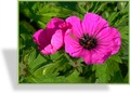 Storchschnabel, Armenischer Storchschnabel, Geranium psilostemon