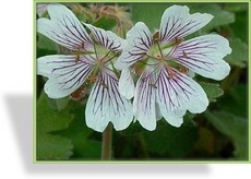 Storchschnabel, Kaukasus-Storchschnabel, Geranium renardii