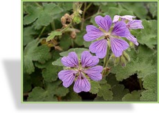 Storchschnabel, Kaukasus-Storchschnabel, Geranium renardii 'Philipp Vapelle'