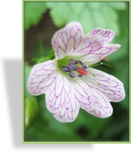 Storchschnabel, Veränderlicher Storchschnabel, Geranium versicolor