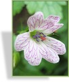 Storchschnabel, Veränderlicher Storchschnabel, Geranium versicolor