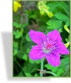 Storchschnabel, Sibirischer Storchschnabel, Geranium wlassovianum