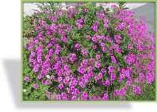 Storchschnabel, Armenischer Storchschnabel, Geranium psilostemon 'Patricia'