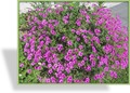 Storchschnabel, Armenischer Storchschnabel, Geranium psilostemon 'Patricia'