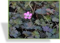 Storchschnabel, Geranium x cult. 'Orkney Pink'