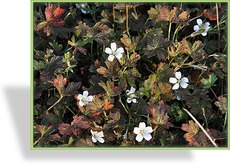 Storchschnabel, Geranium x cult. 'Sanne'
