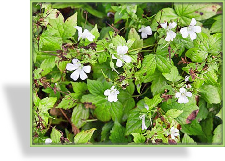Storchschnabel, Knotiger Storchschnabel, Geranium nodosum 'Silverwood'