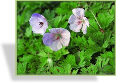 Storchschnabel, Geranium wallichianum 'Lilac Ice'