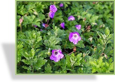 Storchschnabel, Geranium wallichianum 'Silvias Surprise'