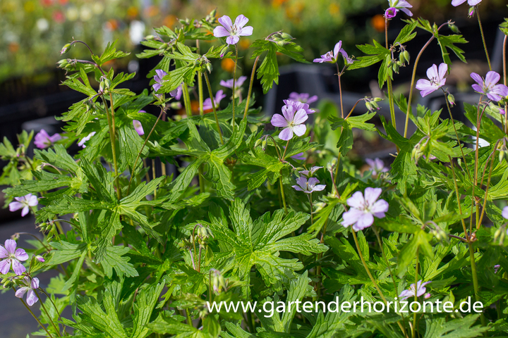 Amerikanischer Storchschnabel, Geranium maculatum 'Chatto'
