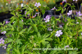 Amerikanischer Storchschnabel, Geranium maculatum 'Chatto'