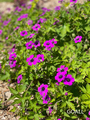 Niederliegender Storchschnabel, Geranium procurrens 'Anne Thomson'
