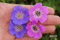 Wallichis Storchschnabel, Geranium wallichianum 'Kelly Anne'