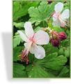 Storchschnabel, Balkan-Storchschnabel, Geranium macrorrhizum 'Bevans Variety'