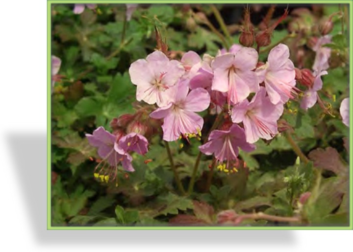 Storchschnabel, Balkan-Storchschnabel, Geranium macrorrhizum 'Ingwersen'