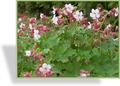 Storchschnabel, Balkan-Storchschnabel, Geranium macrorrhizum 'Spessart'