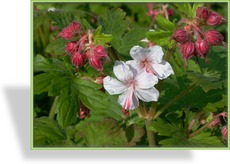 Storchschnabel, Balkan-Storchschnabel, Geranium macrorrhizum