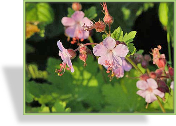 Storchschnabel, Balkan-Storchschnabel, Geranium macrorrhizum 'Camce'