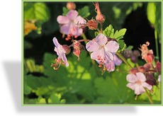 Storchschnabel, Balkan-Storchschnabel, Geranium macrorrhizum 'Camce'
