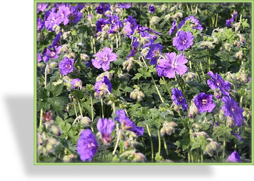 Storchschnabel, Pracht-Storchschnabel, Geranium x magnificum 'Anemoniflorum'