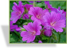 Storchschnabel, Pracht-Storchschnabel, Geranium x magnificum 'Rosemoor'